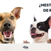 perros-mestizos-enferman-menos-que-los-de-raza